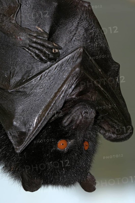 Comoro flying fox