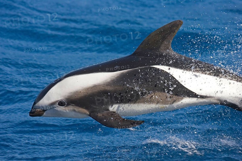 Hourglass dolphin
