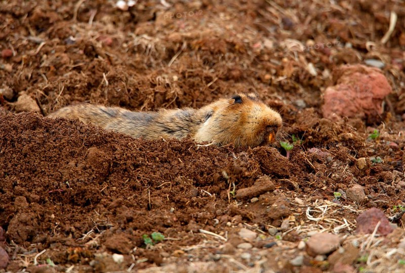 Big-headed mole rat