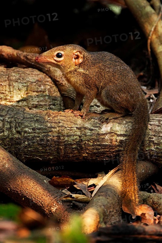Northern treeshrew