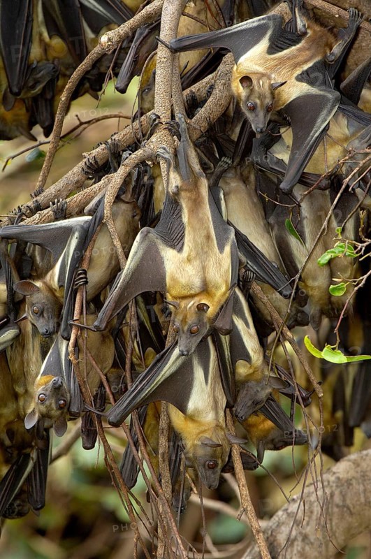 Straw-coloured Fruit Bat