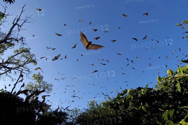 Straw-coloured fruit bats