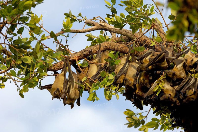 Straw-coloured fruit bats