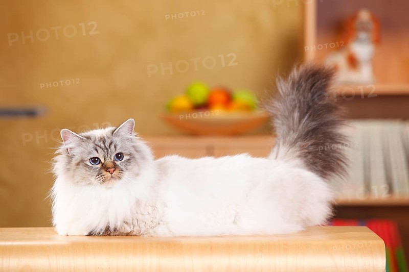Sacred cat of Burma