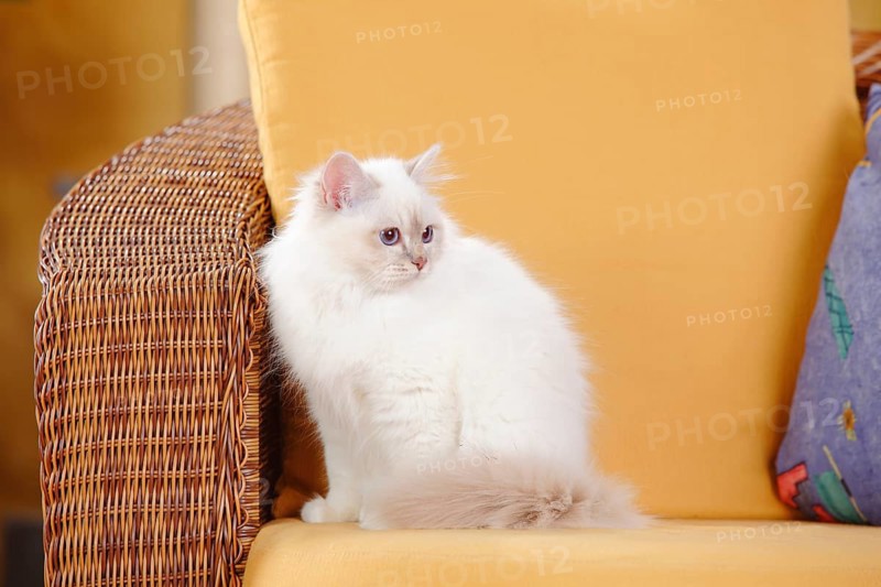 Sacred cat of Burma