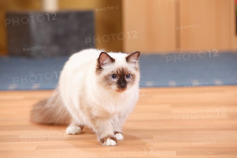 Sacred cat of Burma
