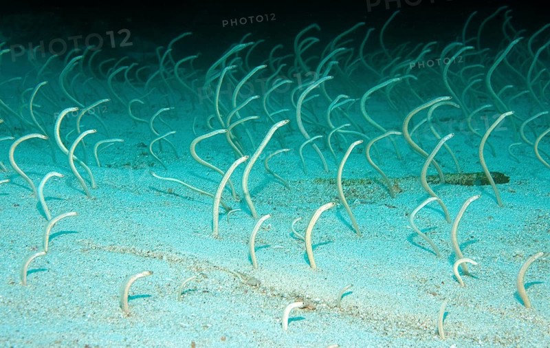 Garden Eel