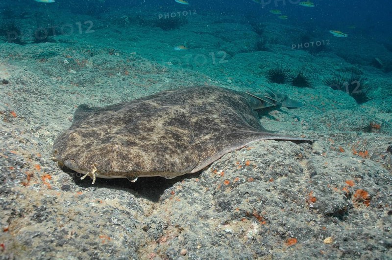 Angel Shark
