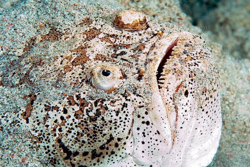Marbled Stargazer