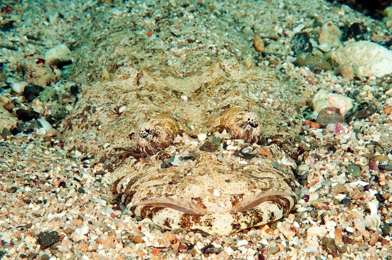 Carpet flathead