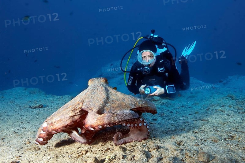 Diver and huge octopus