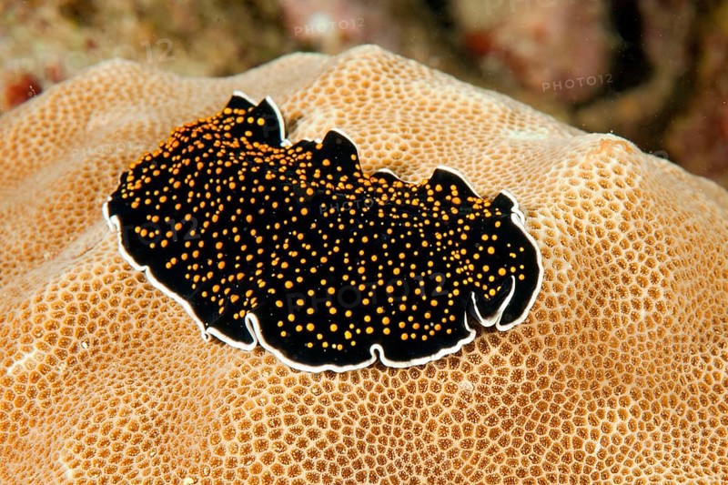 Yellow-spotted swirl worm