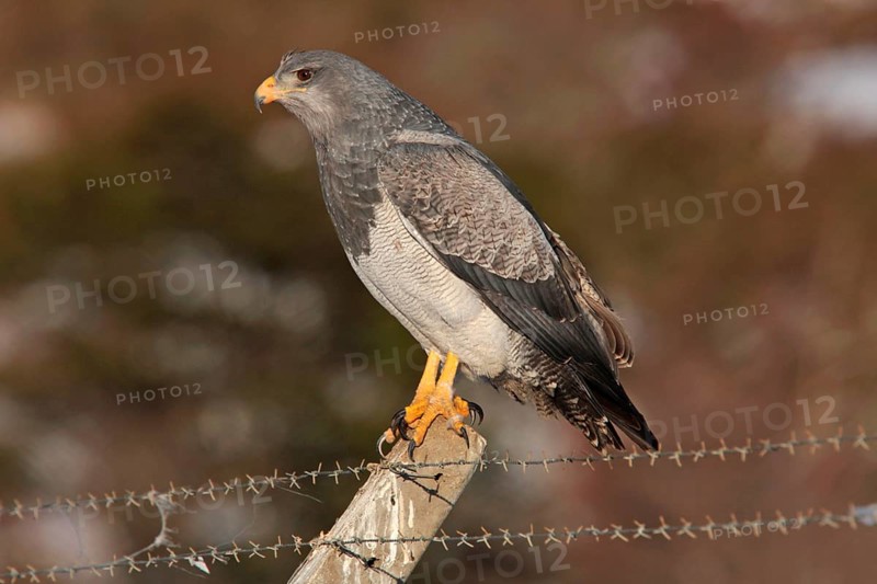 Black-chested Buzzard-eagle