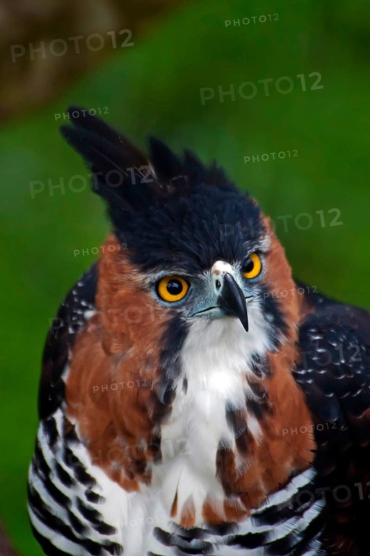 Ornate ornate hawk-eagle