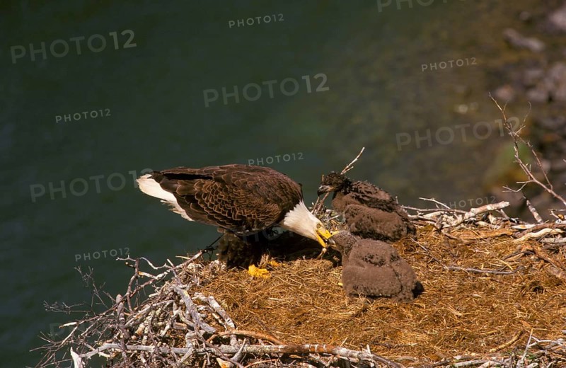 Bald eagle
