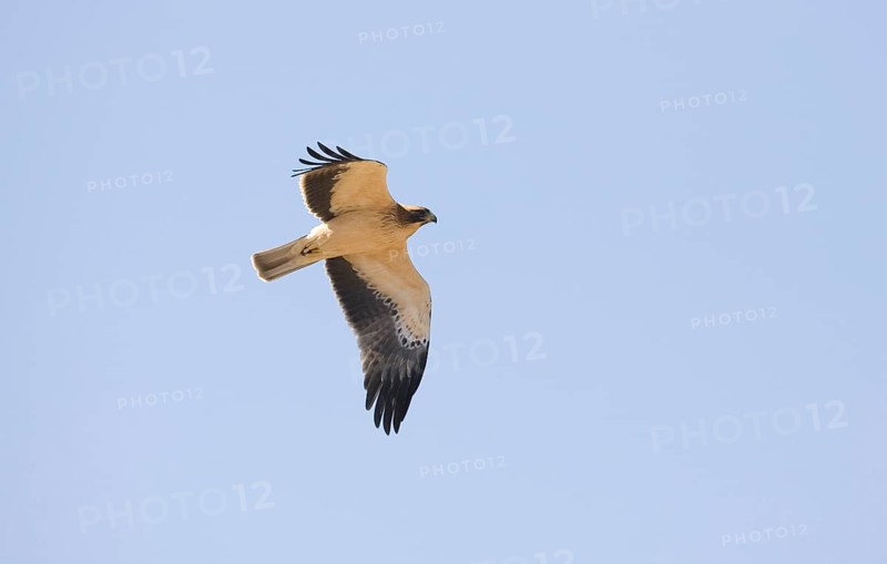 Booted eagle