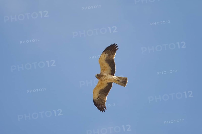 Booted eagle