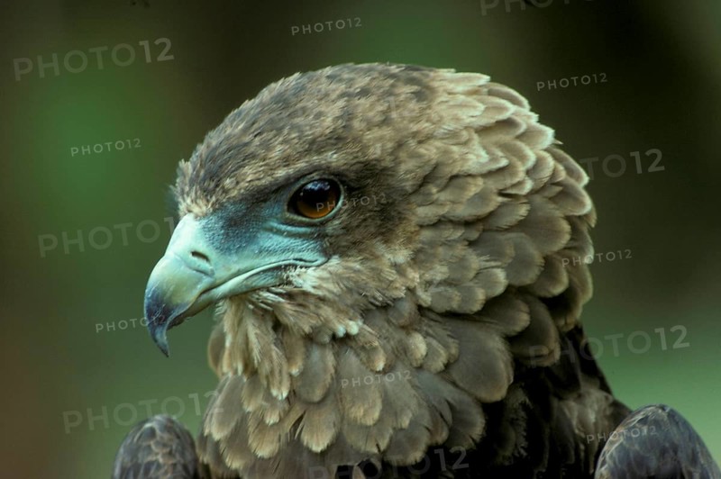 Bateleur Eagle