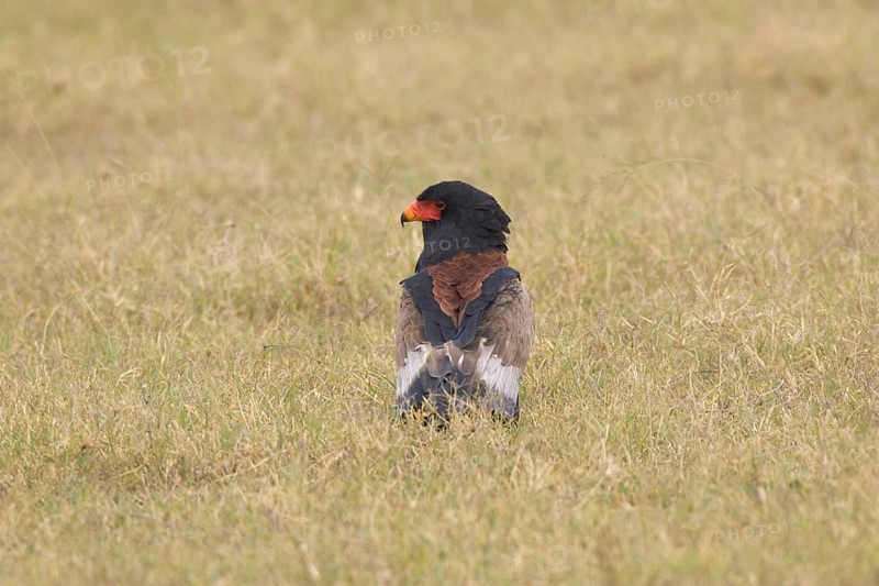 Bateleur Eagle