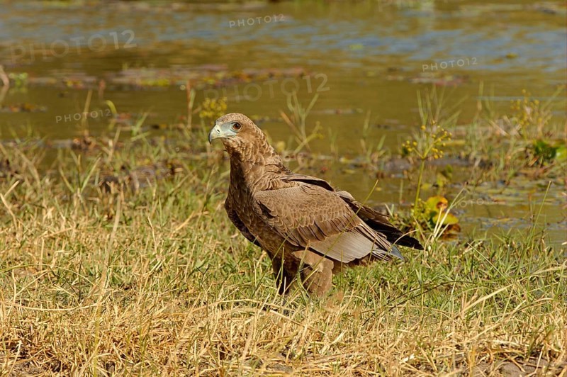 Bateleur Eagle