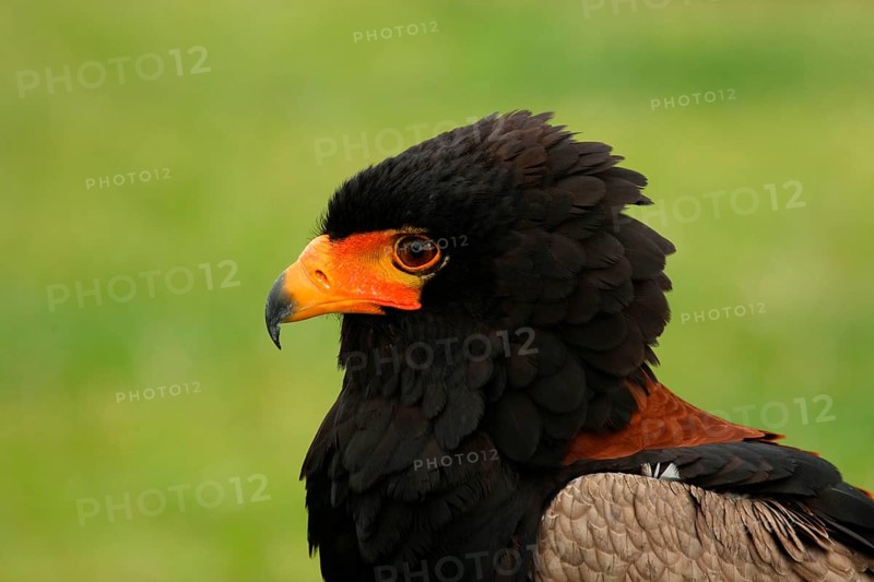 Bateleur eagle
