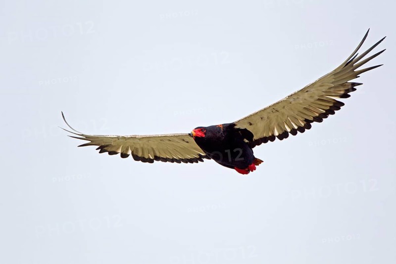 Bateleur