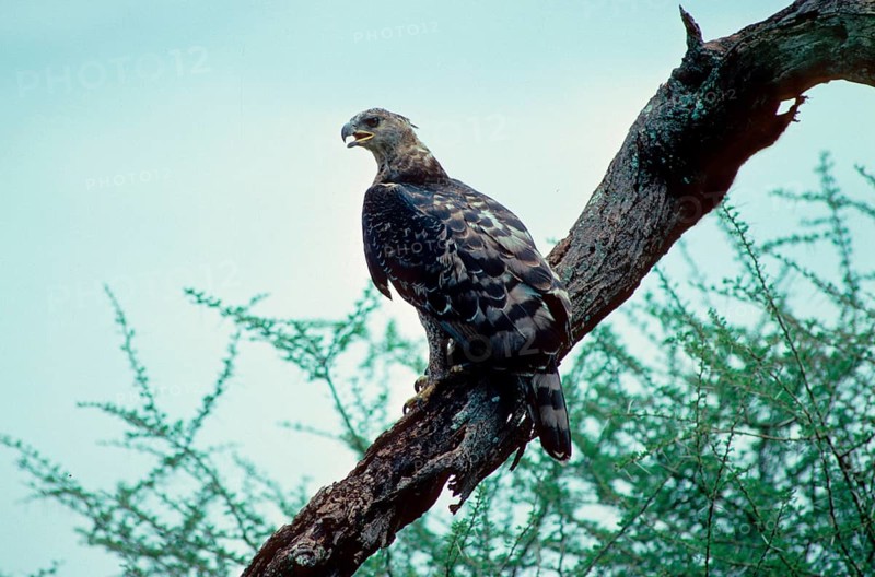 Crowned crowned eagle