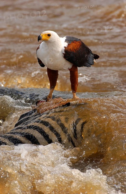 African fish eagle