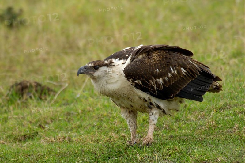 African fish eagle