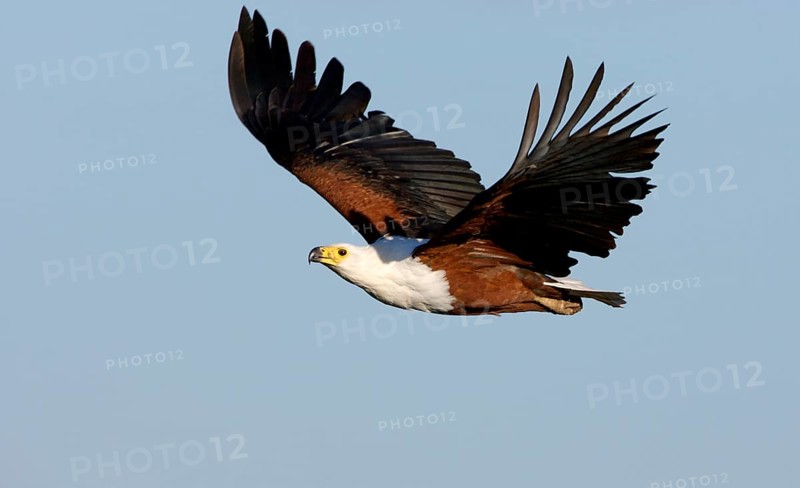 African Fish Eagle