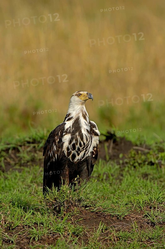 African fish eagle