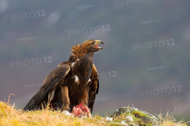 Golden eagle