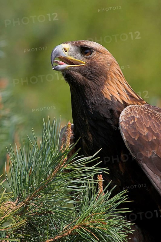 Golden eagle