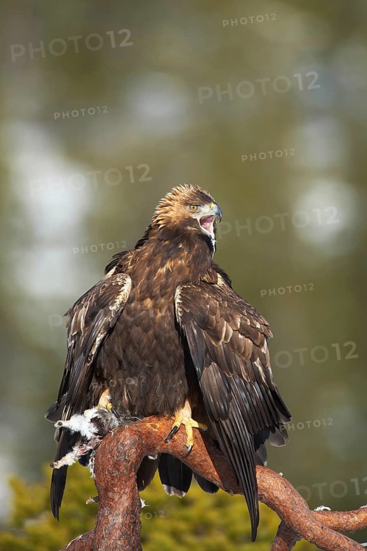 Golden eagle