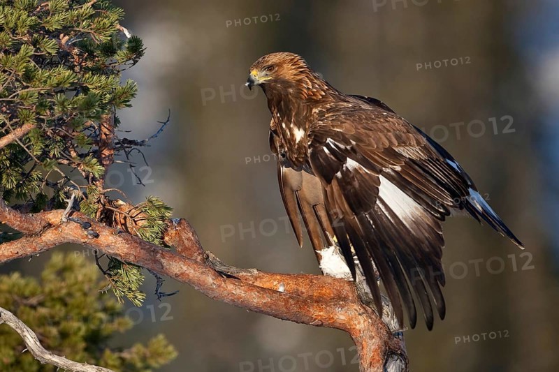 Golden Eagle