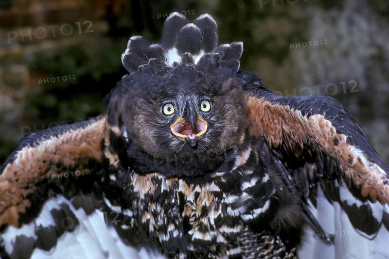 Crowned eagle