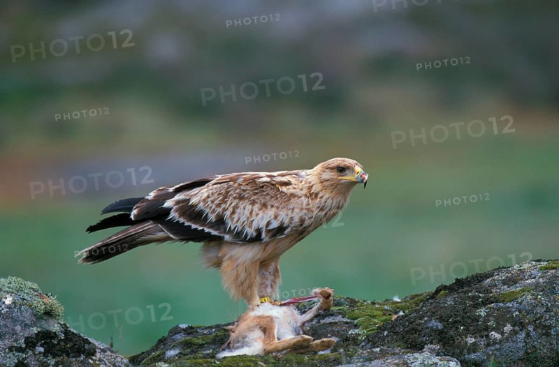 Spanish imperial eagle