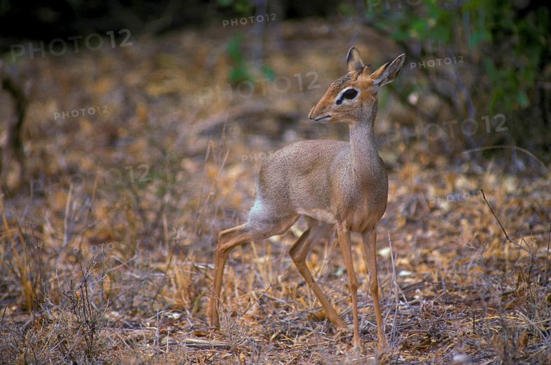 Antelope