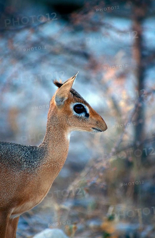 Kirk's Dik kirk's dik-dik