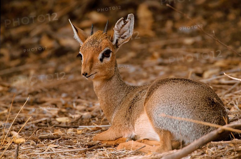 Kirk's Dik kirk's dik-dik