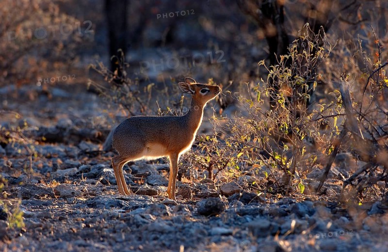Kirk's kirk's dik-dik
