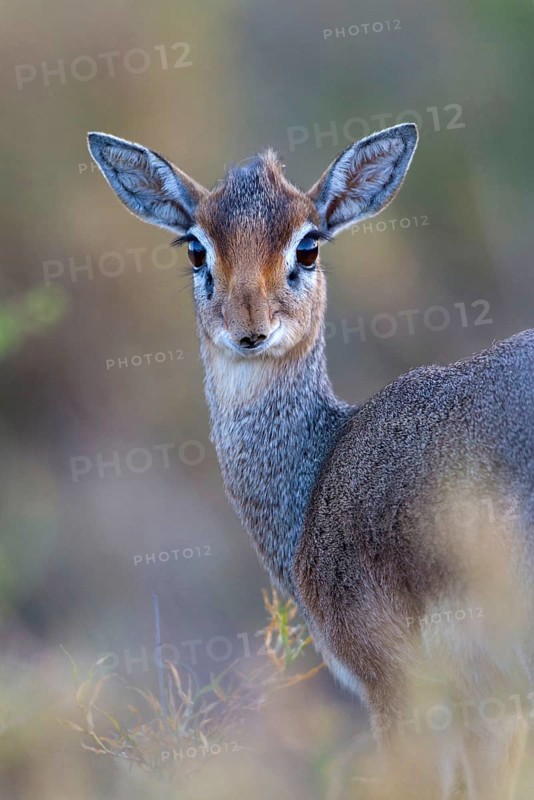 Kirk's kirk's dik-dik