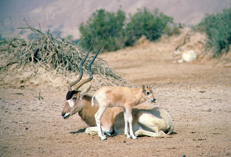 Addax
