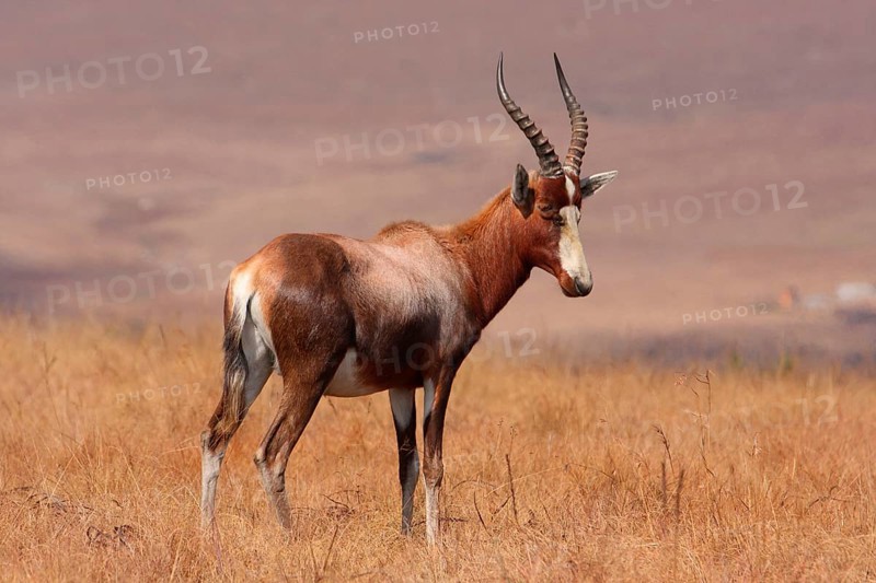 Blesbok