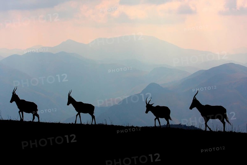 Blesbok