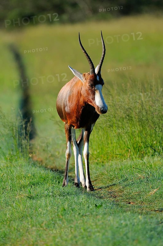 Blesbok