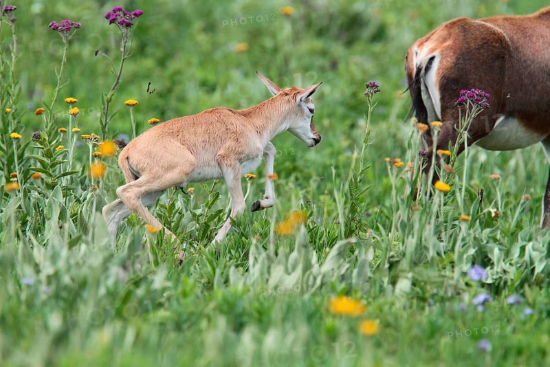 Blesbok