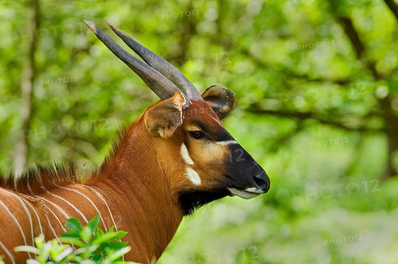 Bongo