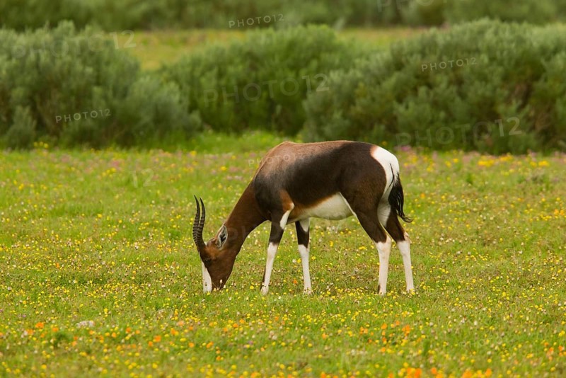Bontebok