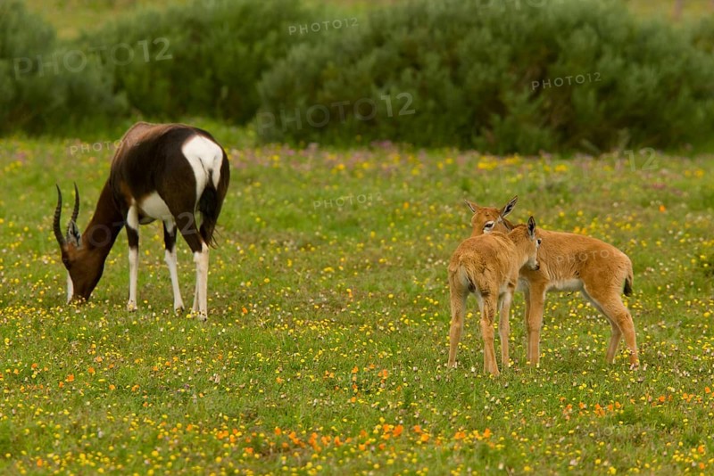 Bontebok